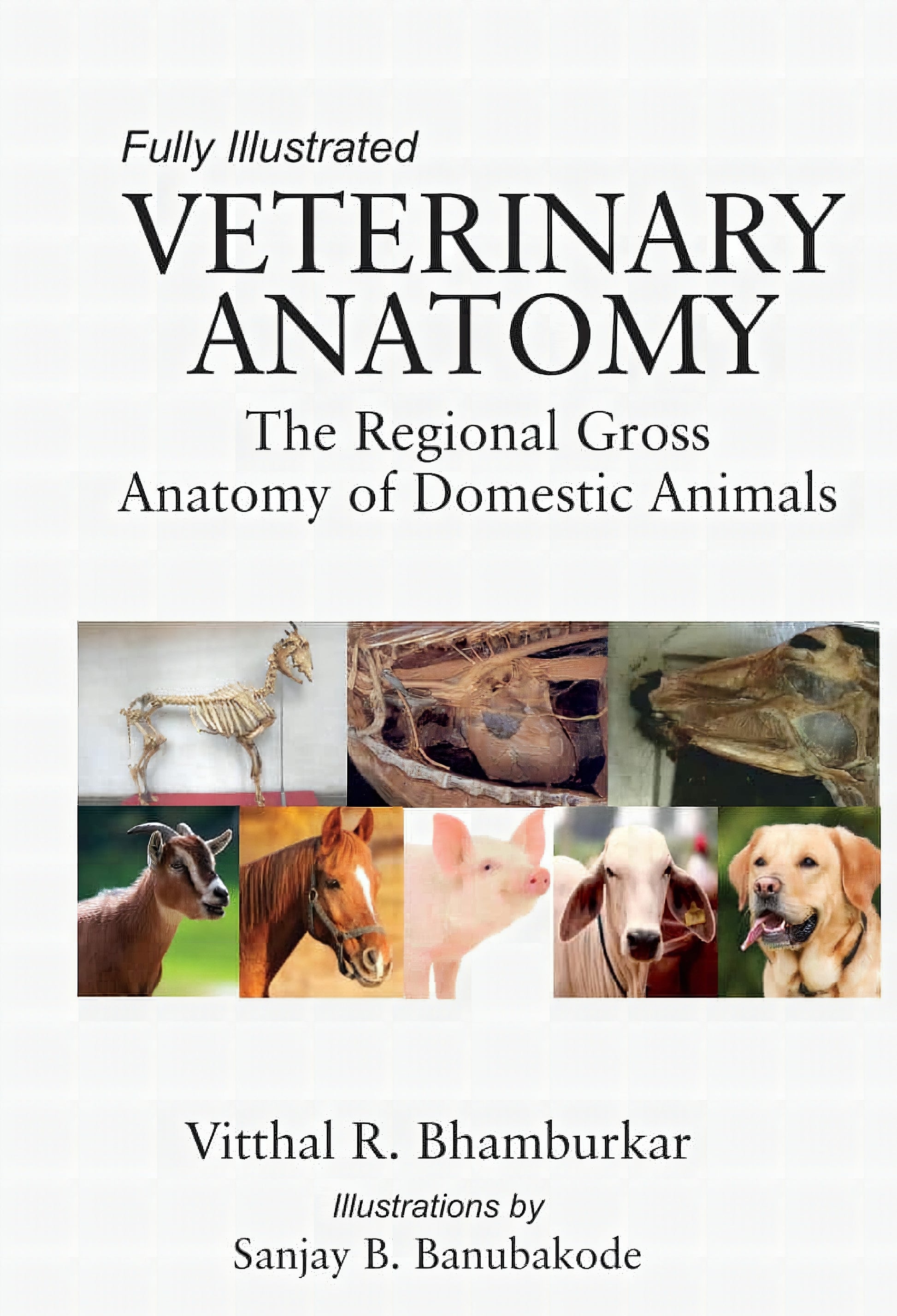 Veterinary Anatomy The Regional Gross Anatomy Of Domestic Animals