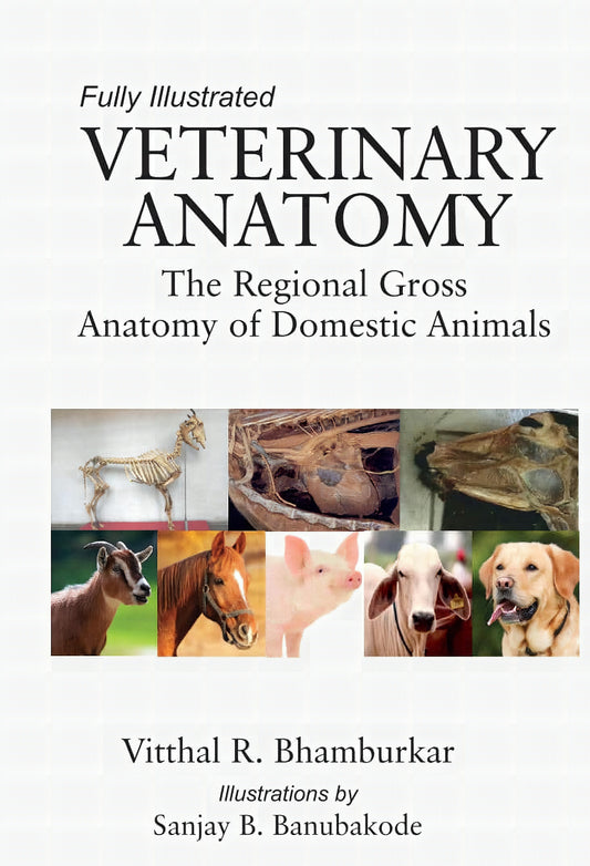Veterinary Anatomy The Regional Gross Anatomy Of Domestic Animals