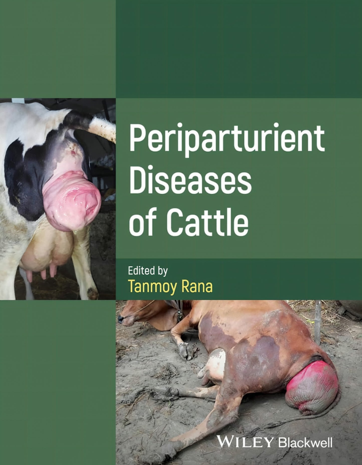 Periparturient Diseases Of Cattle