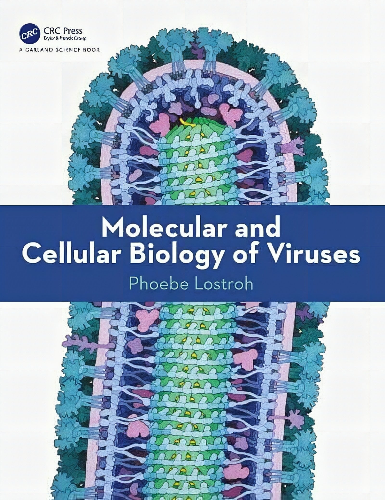 Molecular And Cellular Biology Of Viruses