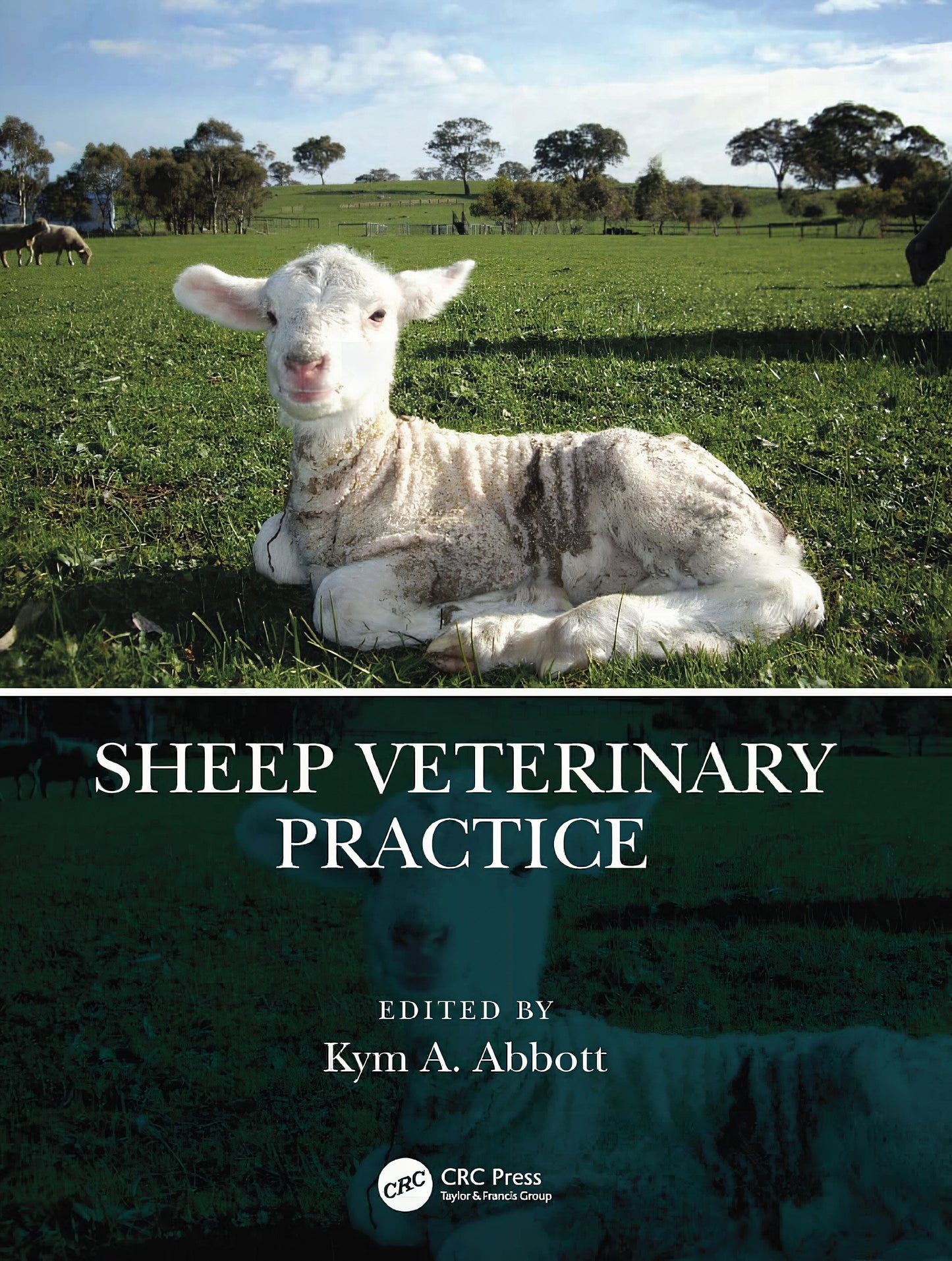 Sheep Veterinary Practice