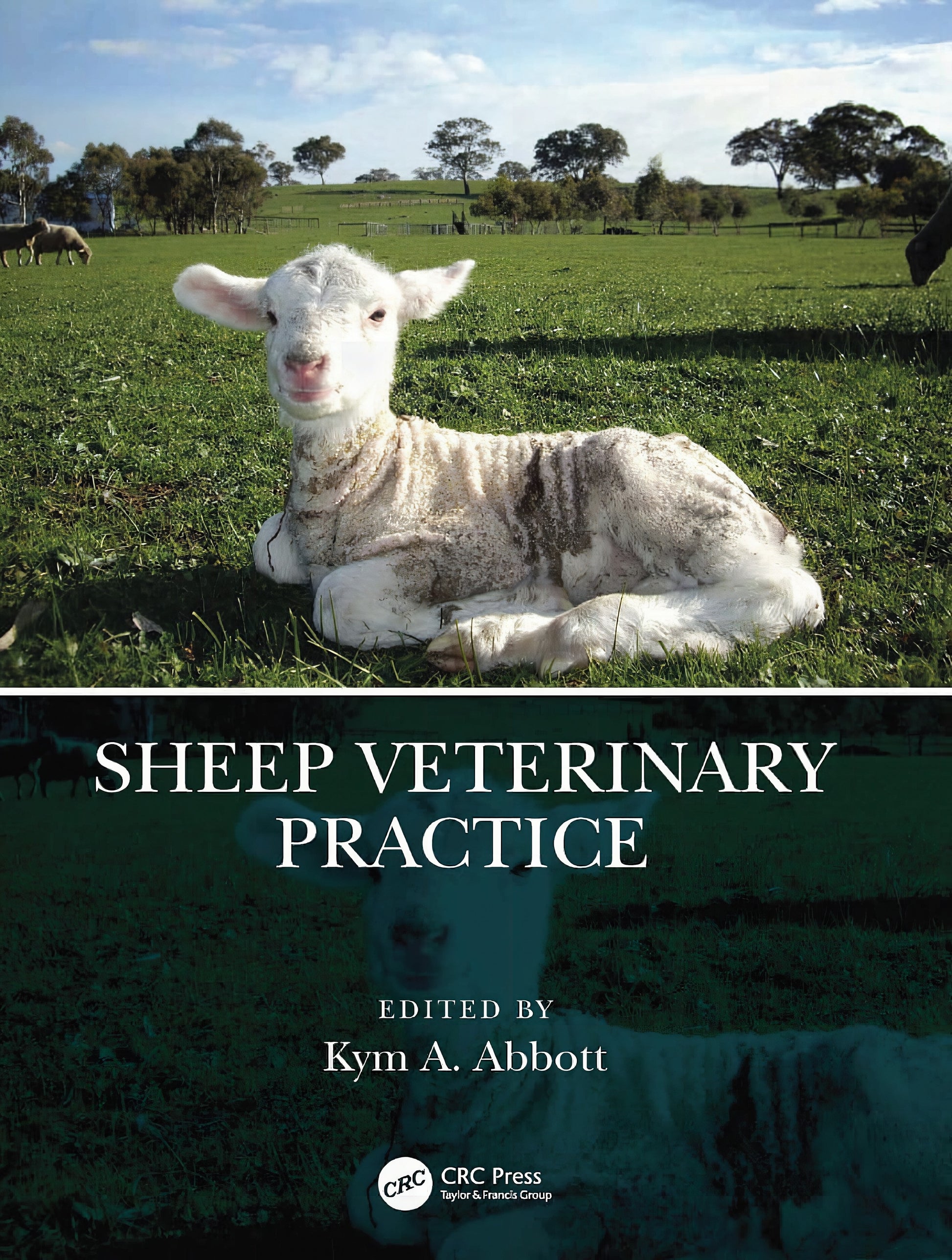 Sheep Veterinary Practice