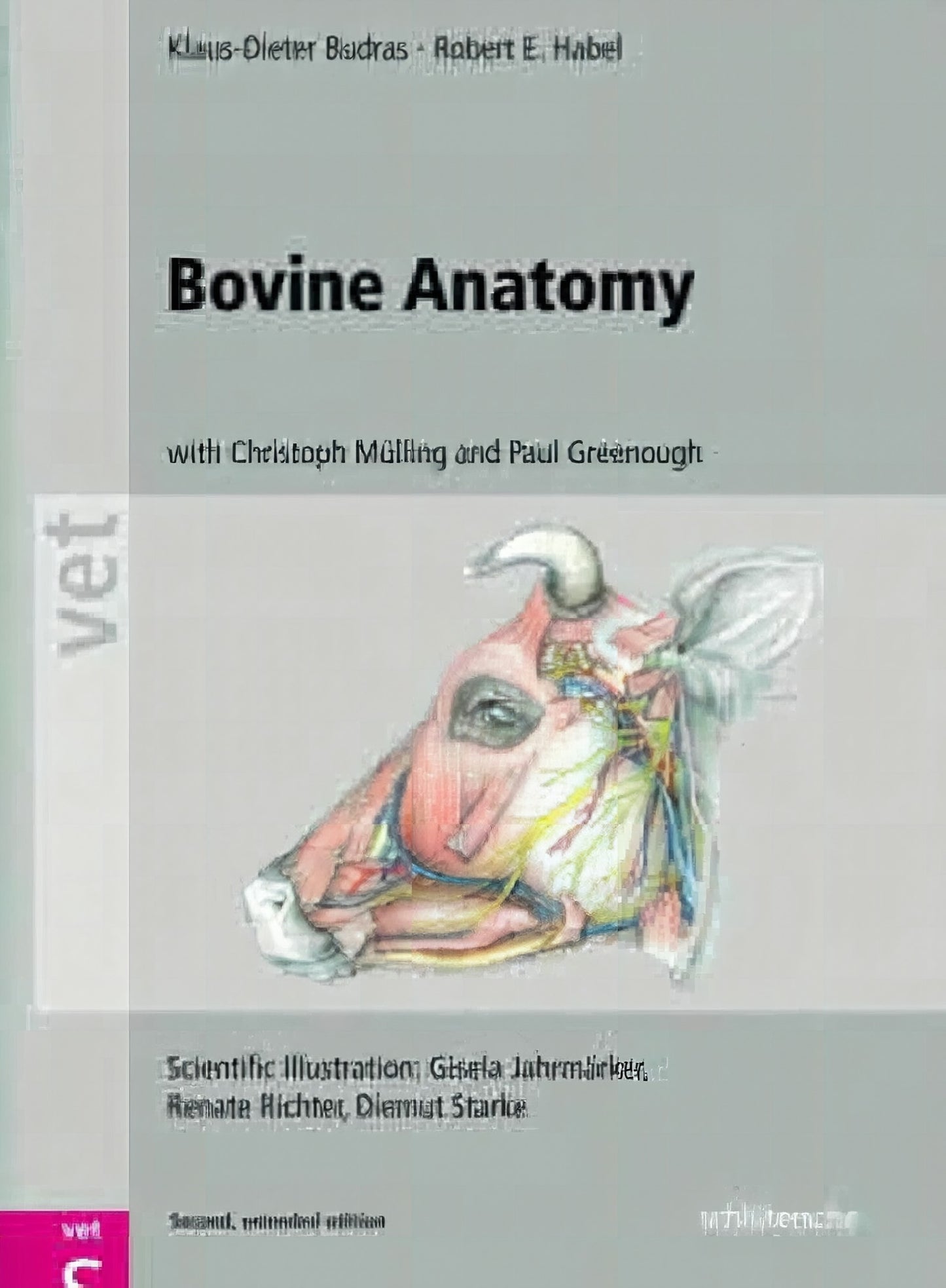 Bovine Anatomy An Illustrated Text 2D Edition