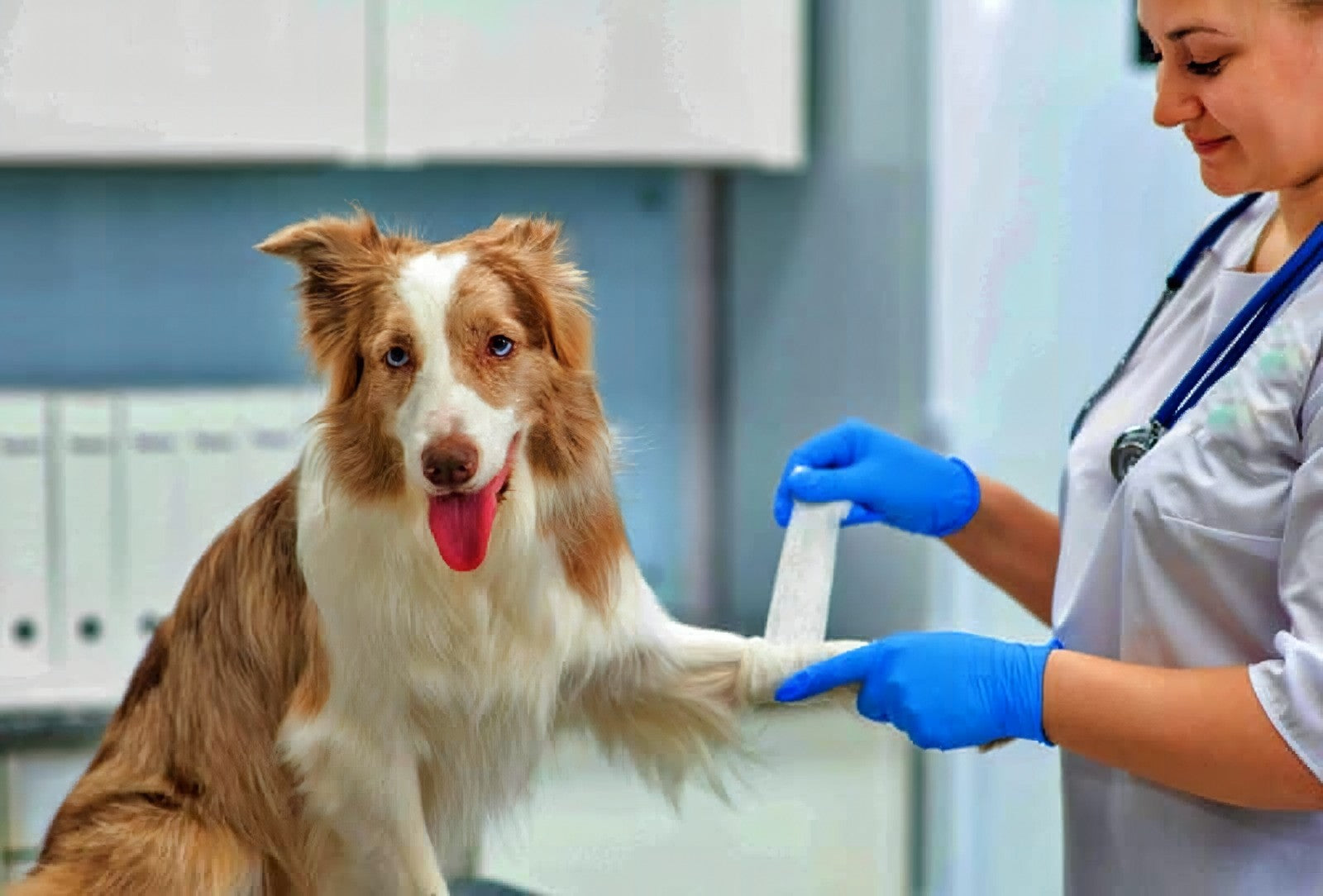 Emergency Vets And Risk Analysis