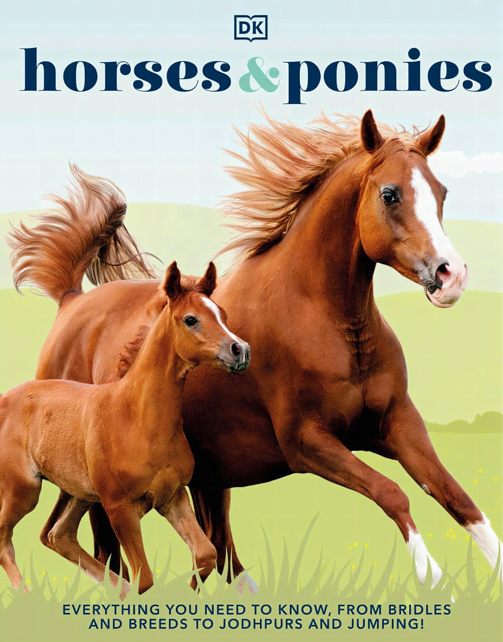 Horses Ponies Everything You Need To Know From Bridles And Breeds To Jodhpurs And Jumping