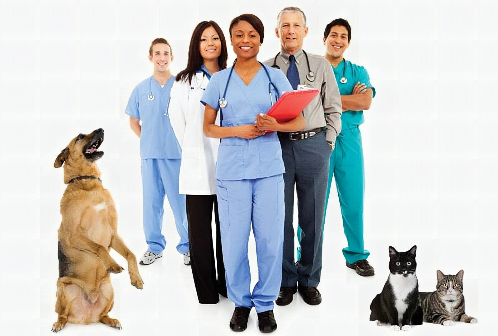 How To Start A Veterinary Practice