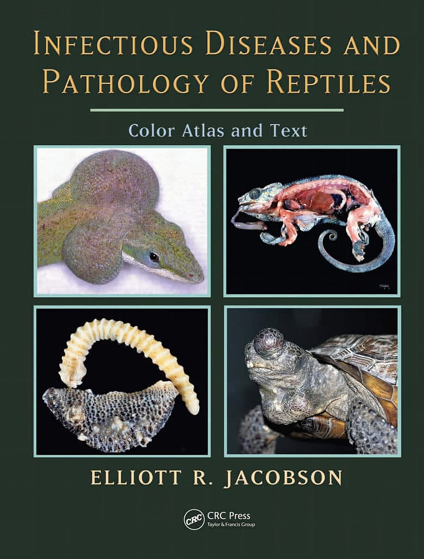 Infectious Disease And Pathology Of Reptile Color Atlas And Text