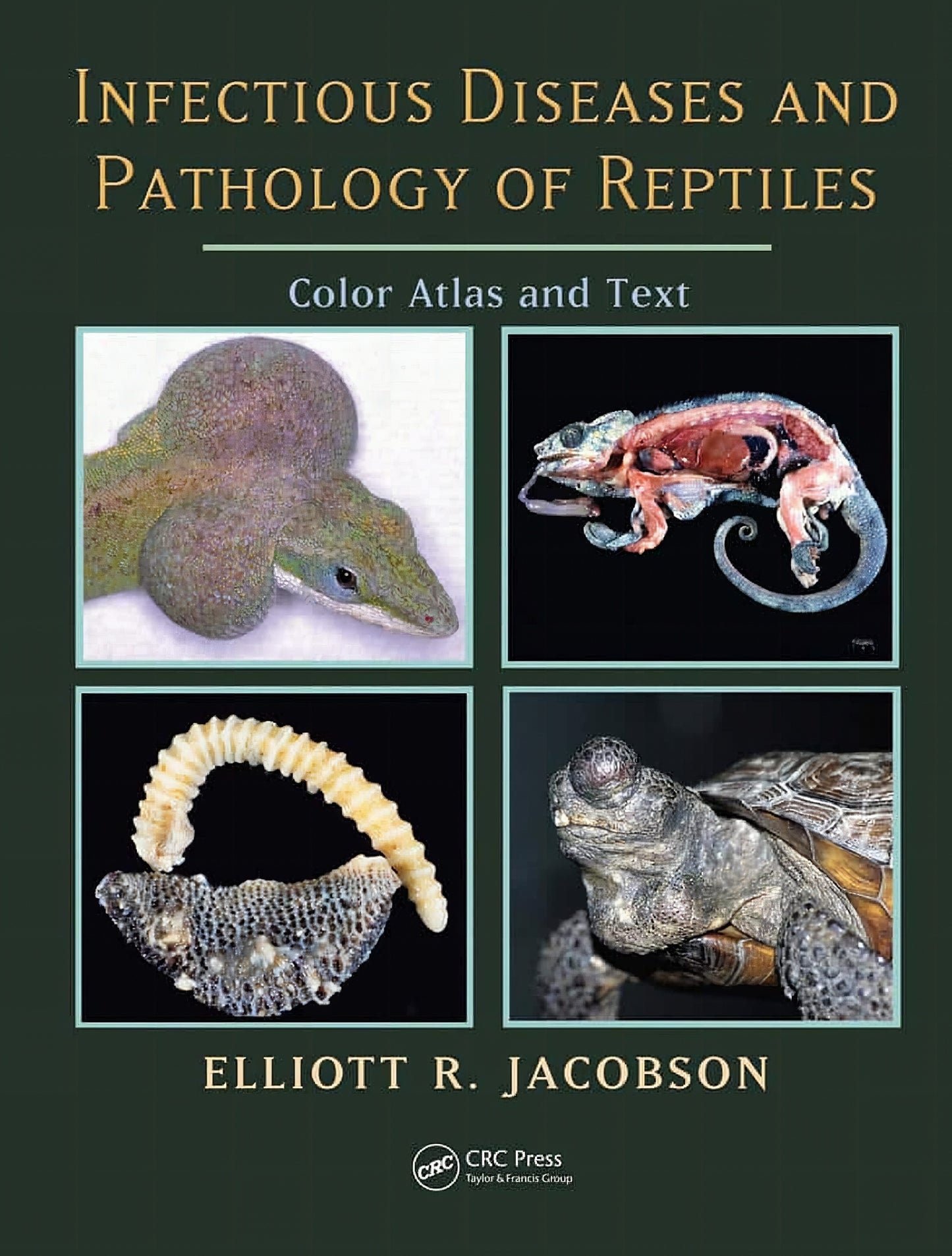 Infectious Diseases And Pathology Of Reptiles Color Atlas And Text Second Edition