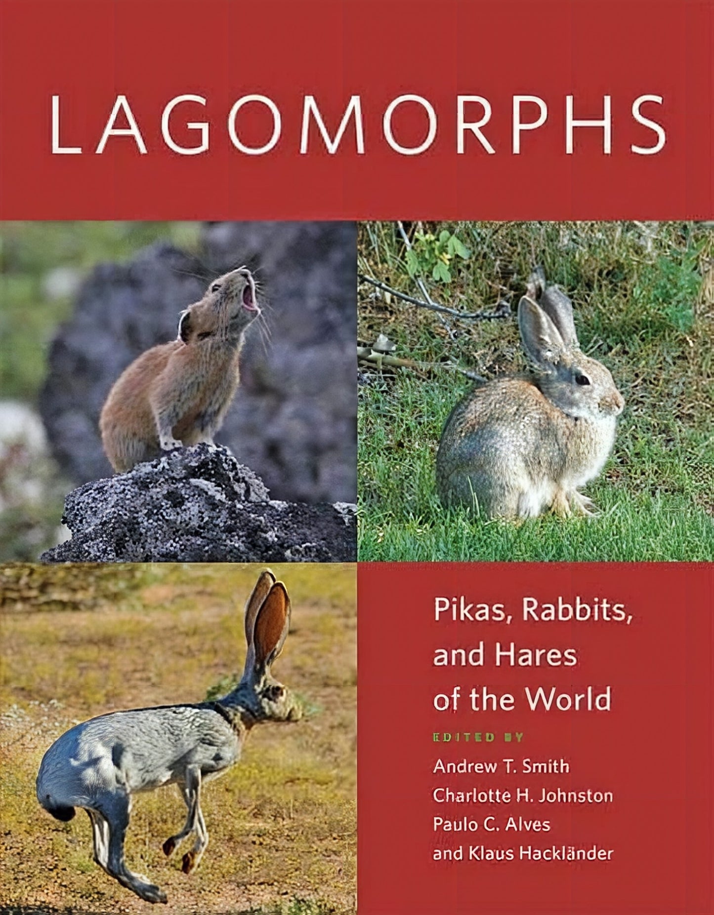 Lagomorphs Pikas Rabbits And Hares Of The Worlds