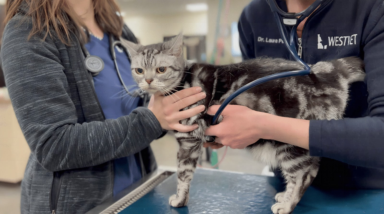 Opportunities For Advancement Exist For Veterinarians