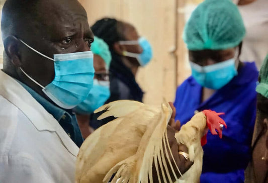 Role Of Veterinarians In Boosting The Poultry Industry