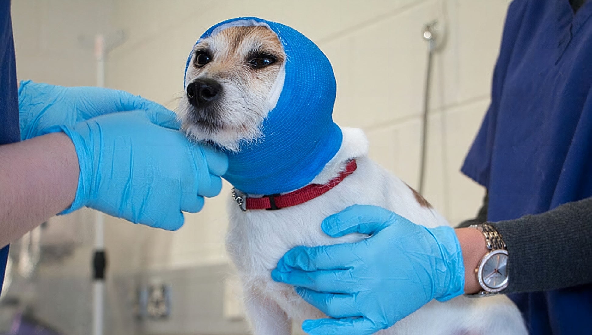 Vet Emergency Equipment
