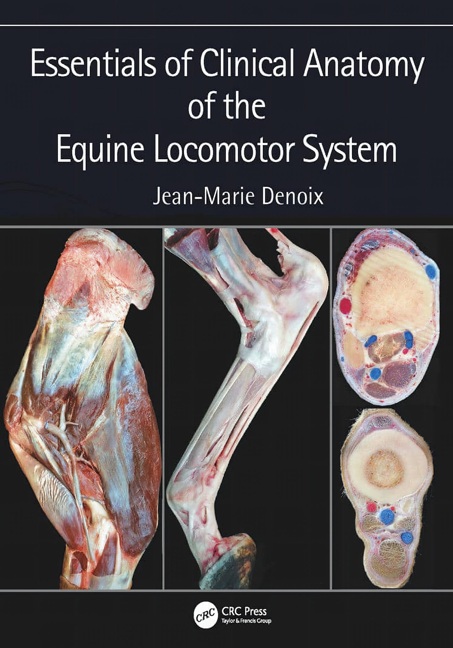 Essentials Of Clinical Anatomy Of The Equine Locomotor Systems