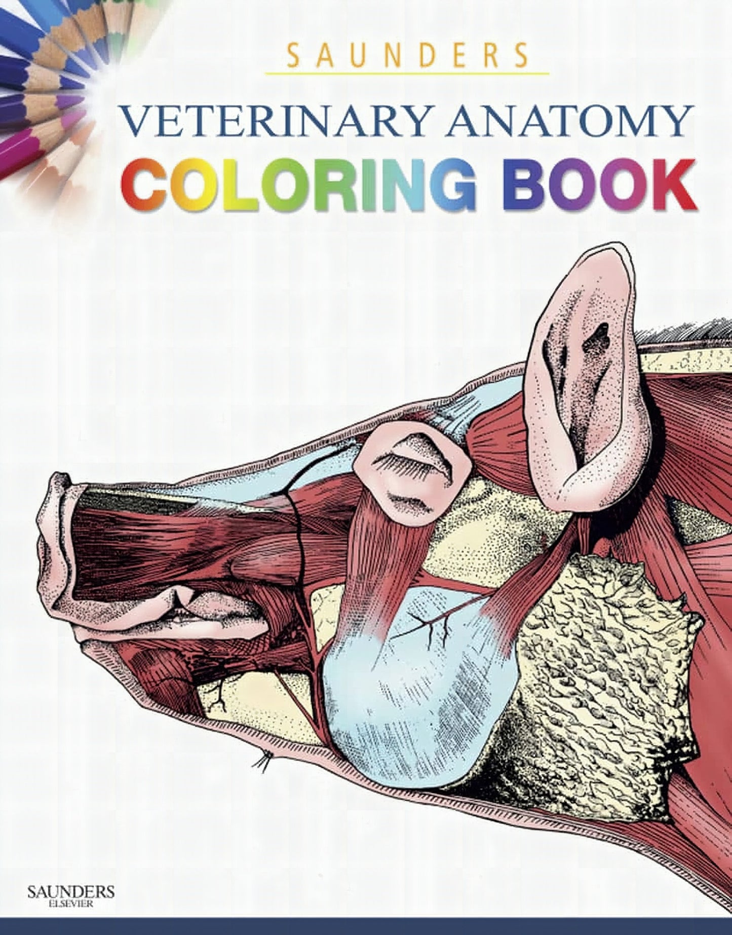 Saunders Veterinary Anatomy Coloring Book