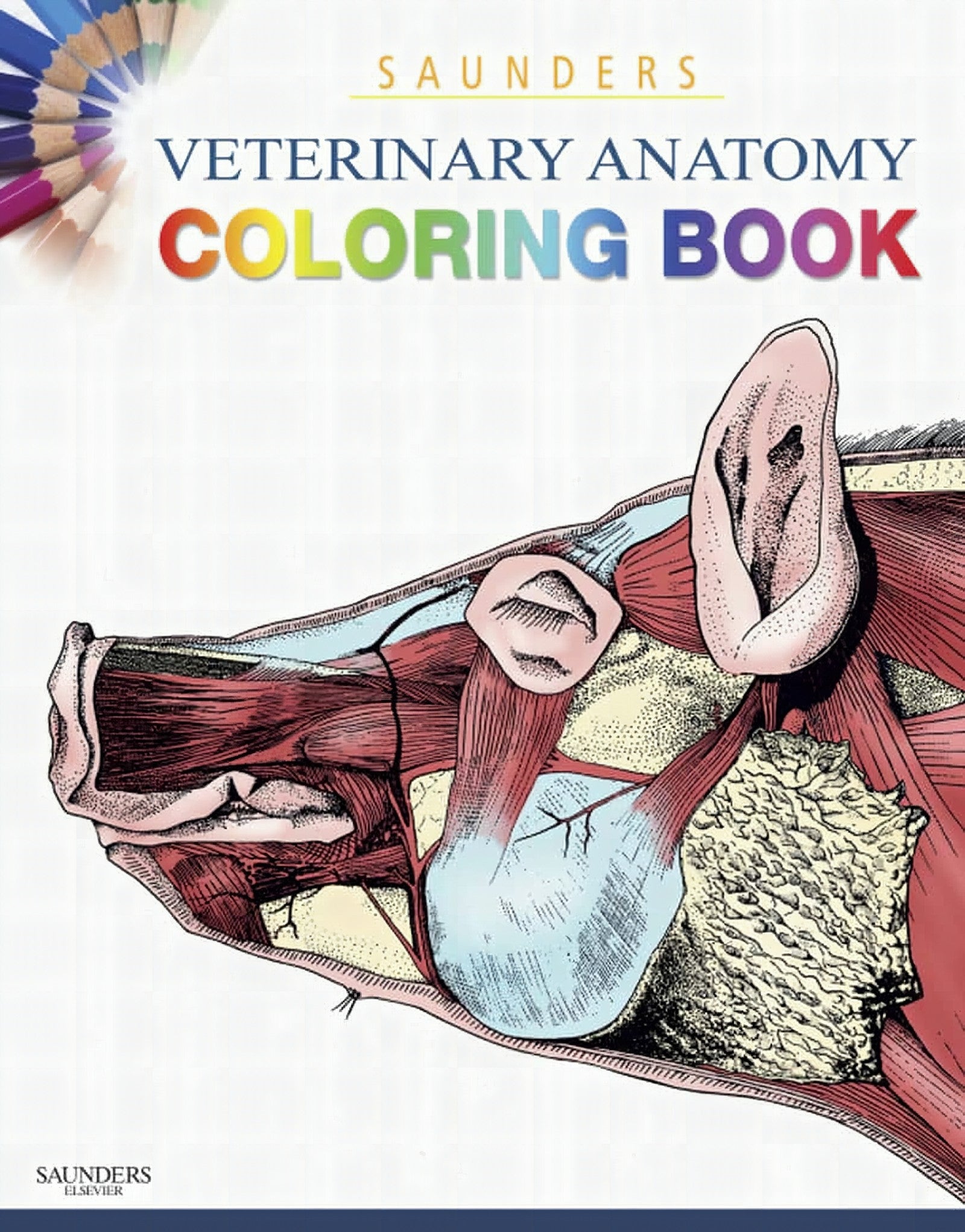 Saunders Veterinary Anatomy Coloring Book
