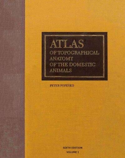 Atlas Of Topographical Anatomy Of The Domestic Animals 6Th Edition