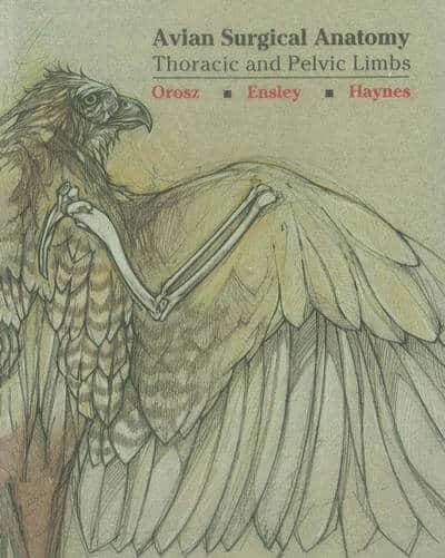 Avian Surgical Anatomy Thoracic And Pelvic Limbs