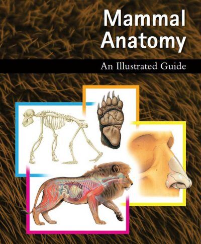 Mammal Anatomy An Illustrated Guide