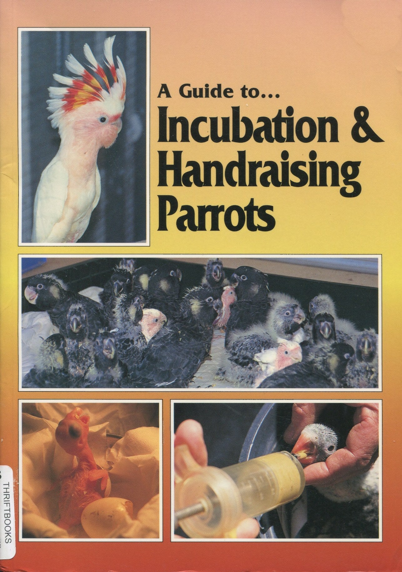 A Guide To Incubation And Handraising Parrots