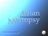 A Practitioners Guide to Avian Necropsy