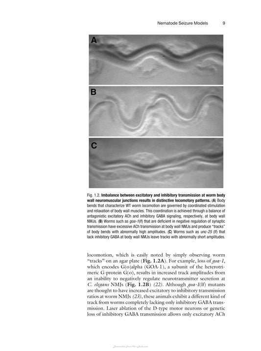 Animal Models Of Epilepsy Methods And Innovations