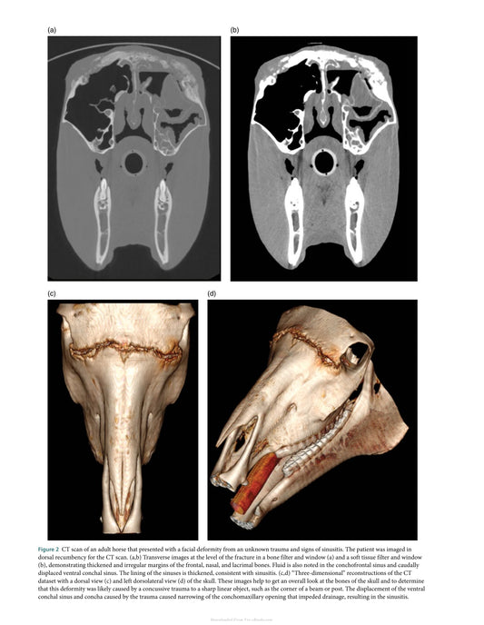 Atlas Of Clinical Imaging And Anatomy Of The Equine Head
