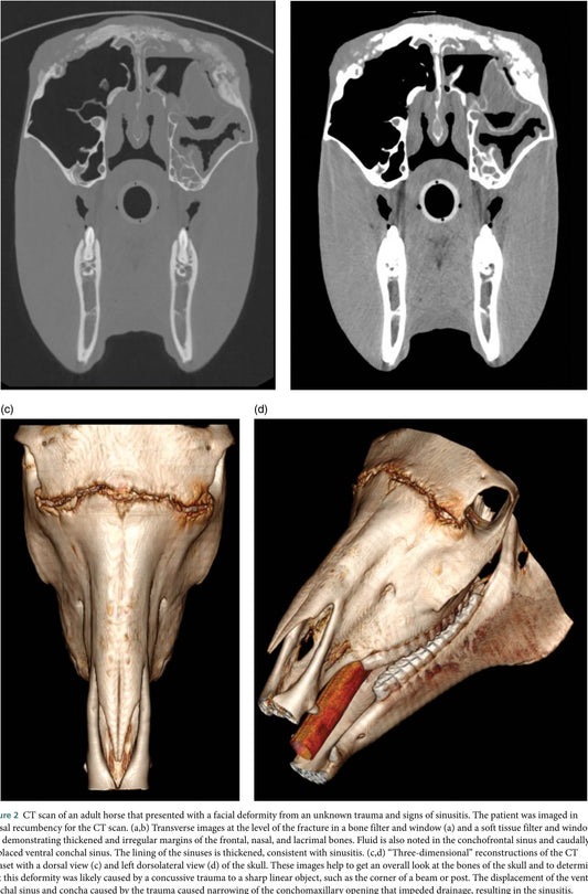 Atlas Of Clinical Imaging And Anatomy Of The Equine Head