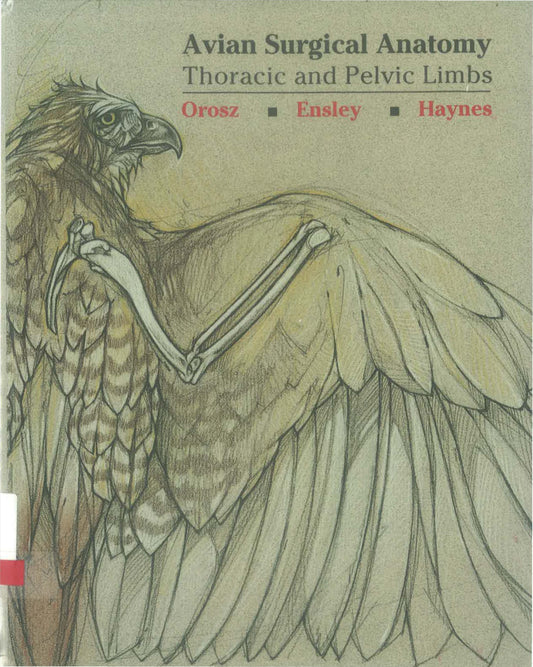 Avian Surgical Anatomy Thoracic And Pelvic Limbs
