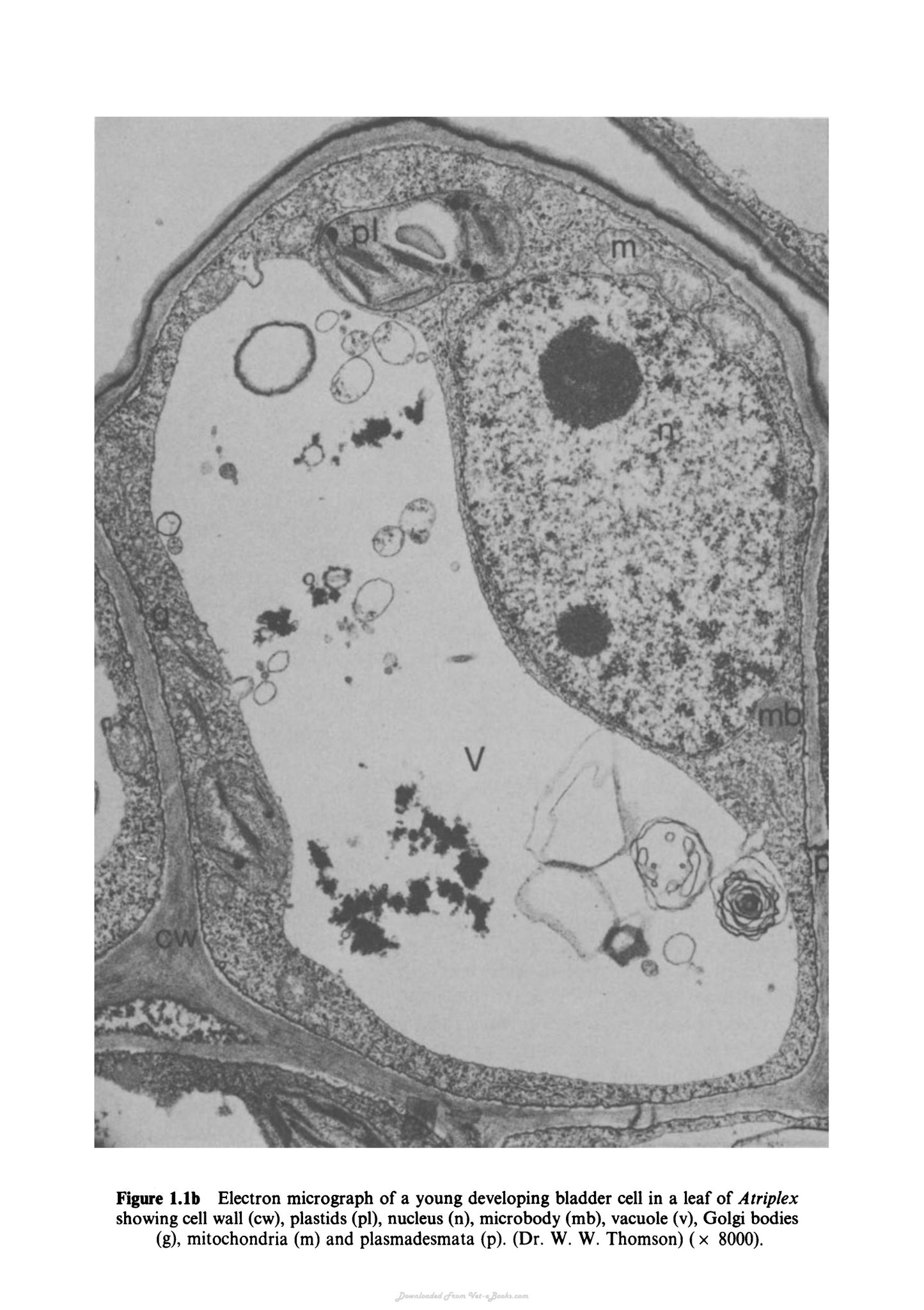 Biochemistry And Structure Of Cell Organelle