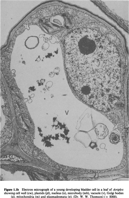 Biochemistry And Structure Of Cell Organelle