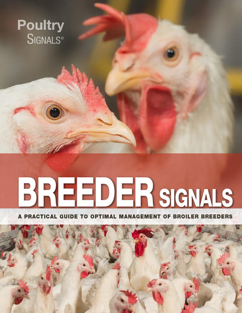Breeder Signals A Practical Guide To Optimal Management Of Broiler Breeders