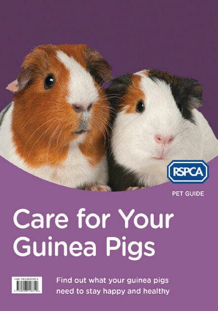 Care For Your Guinea Pigs
