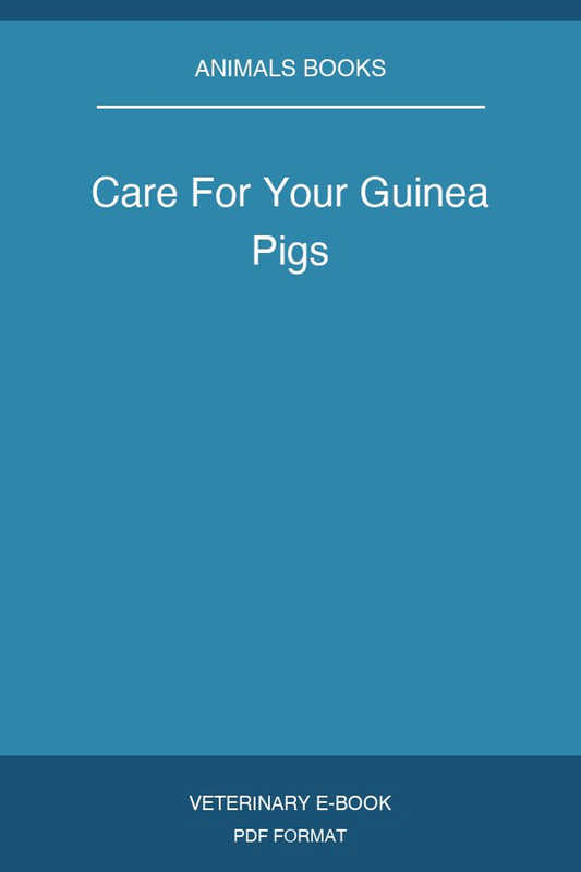 Care For Your Guinea Pigs