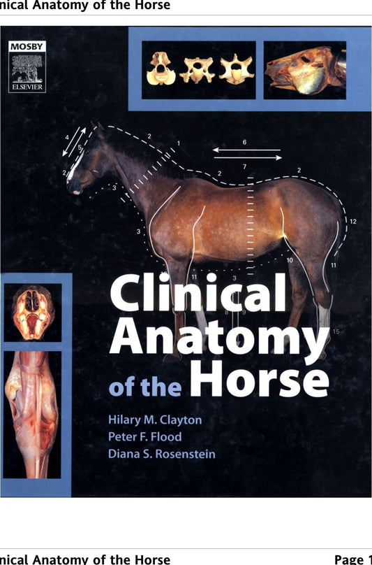 Clinical Anatomy Of The Horse 1St Edition