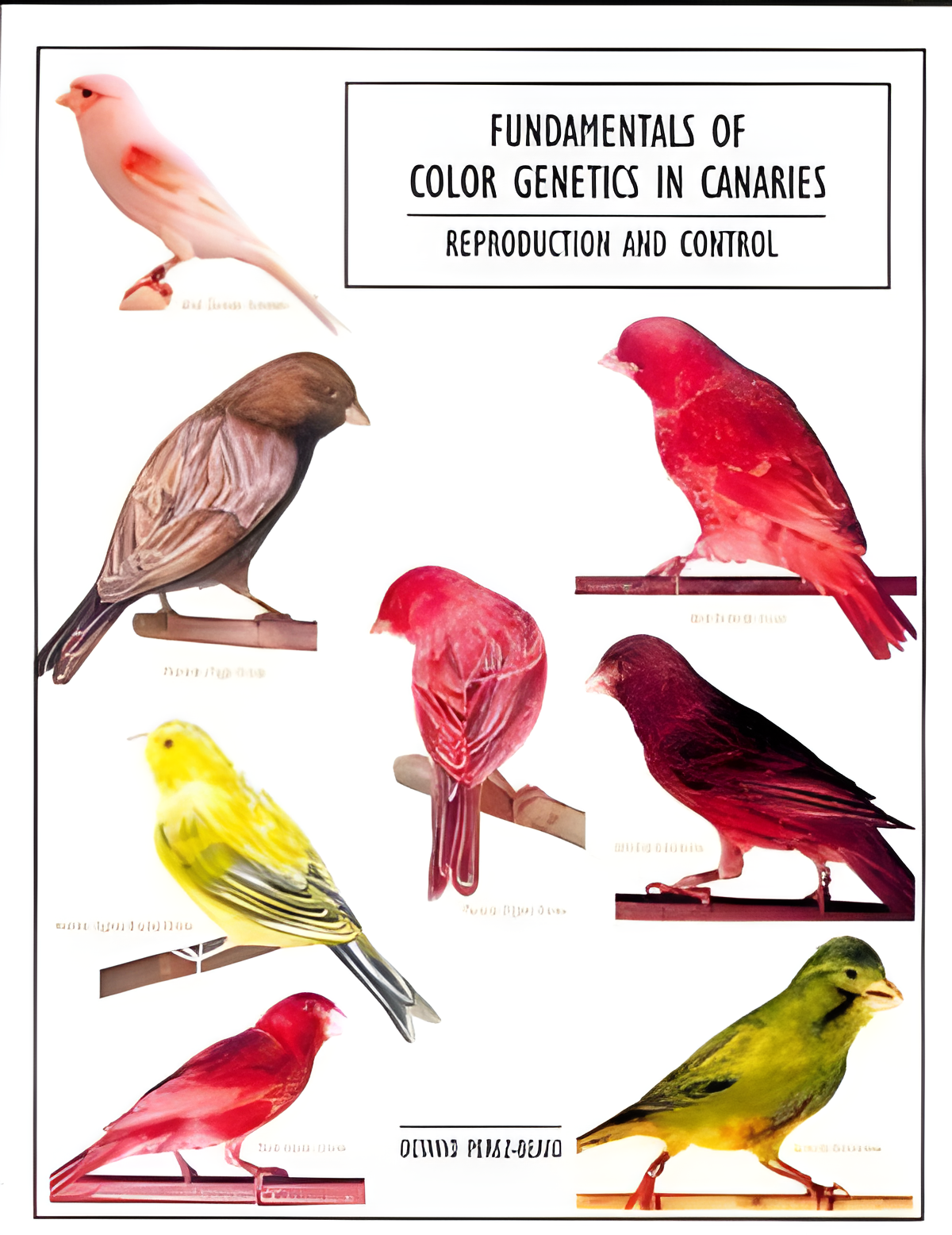 Fundamentals of Color Genrtics In CanariesReproduction and Control