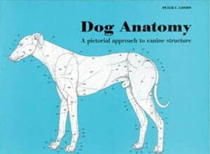 Dog Anatomy A Pictoral Approach To Canine Structure