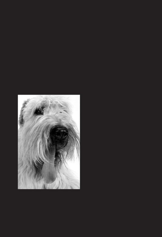 Ecg For The Small Animal Practitioner