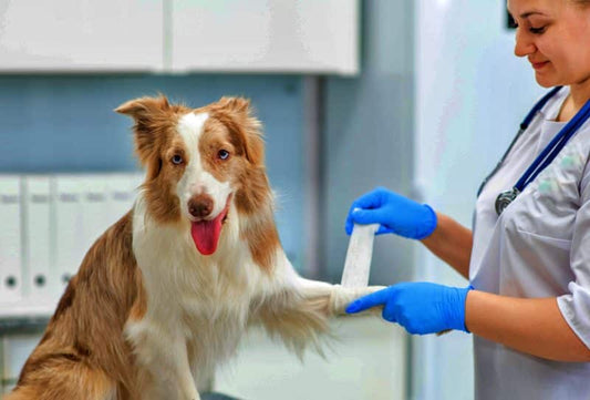 Emergency Vets And Risk Analysis