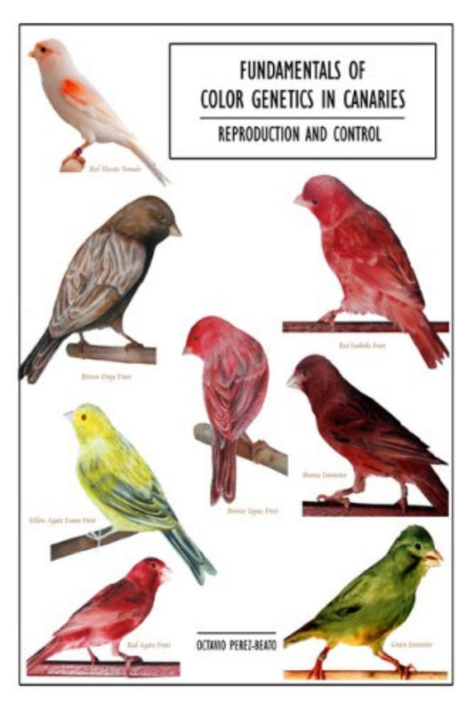 Fundamentals Of Color Genetics In Canaries Reproduction And Control