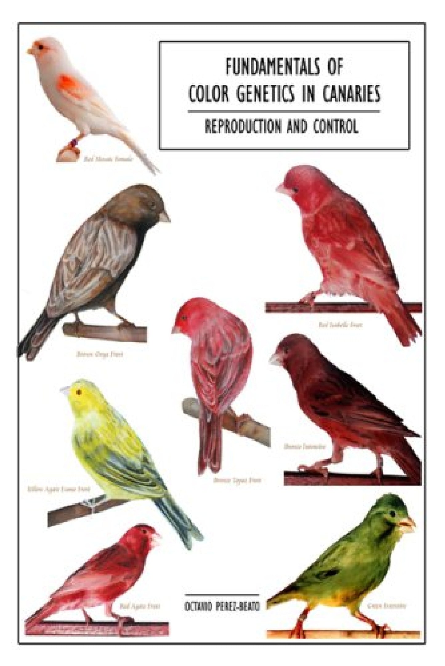 Fundamentals Of Color Genetics In Canaries Reproduction And Control