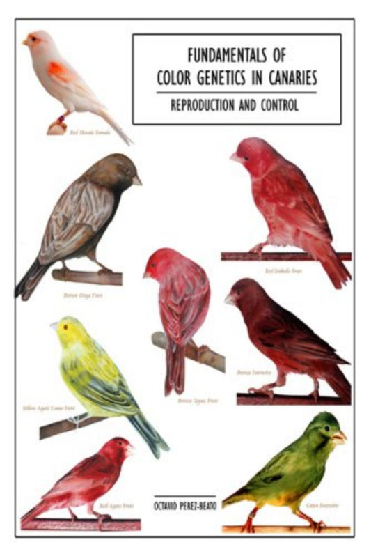 Fundamentals Of Color Genetics In Canaries Reproduction And Control