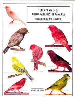 Fundamentals Of Color Genetics In Canaries Reproduction And Control