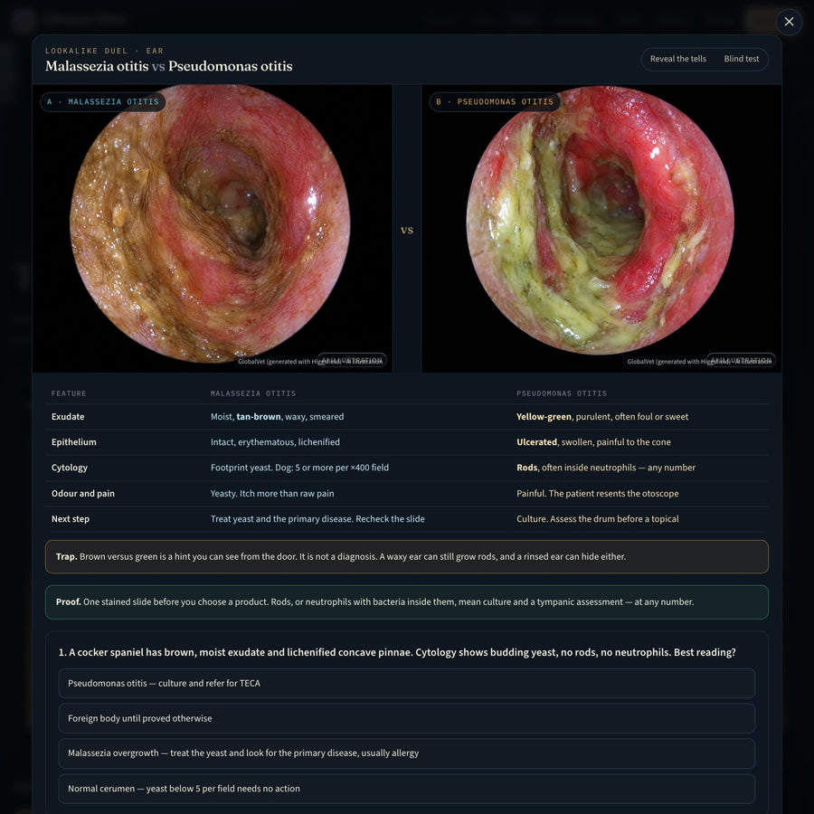 GlobalVet Clinical Atlas — Dog & Cat Visual Diagnosis Course — look inside 2