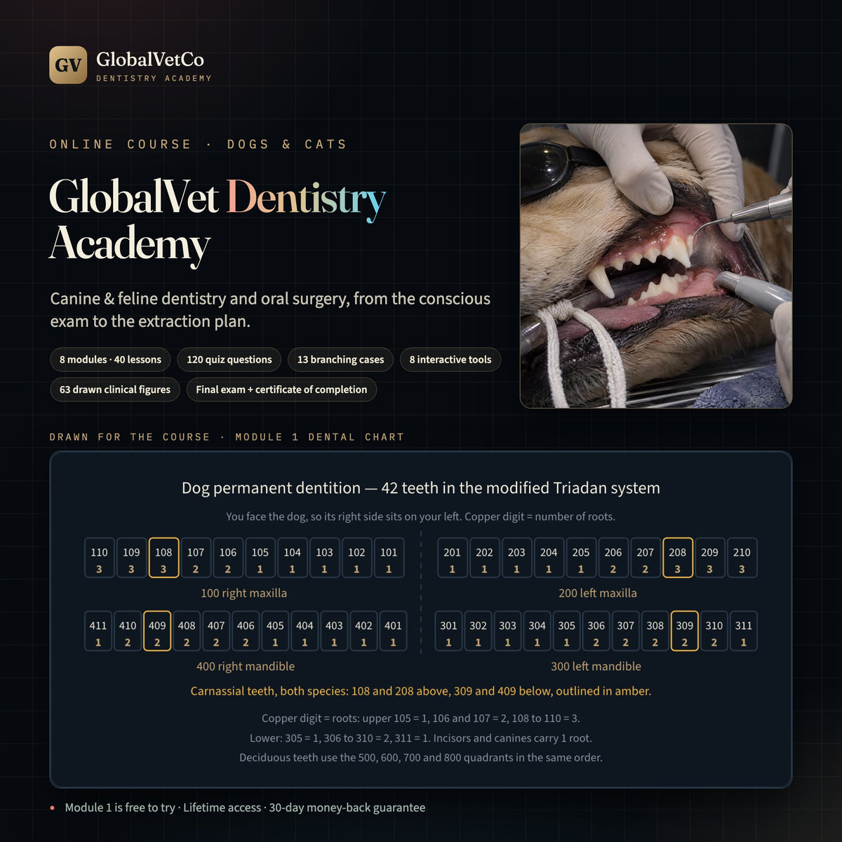GlobalVet Dentistry Academy