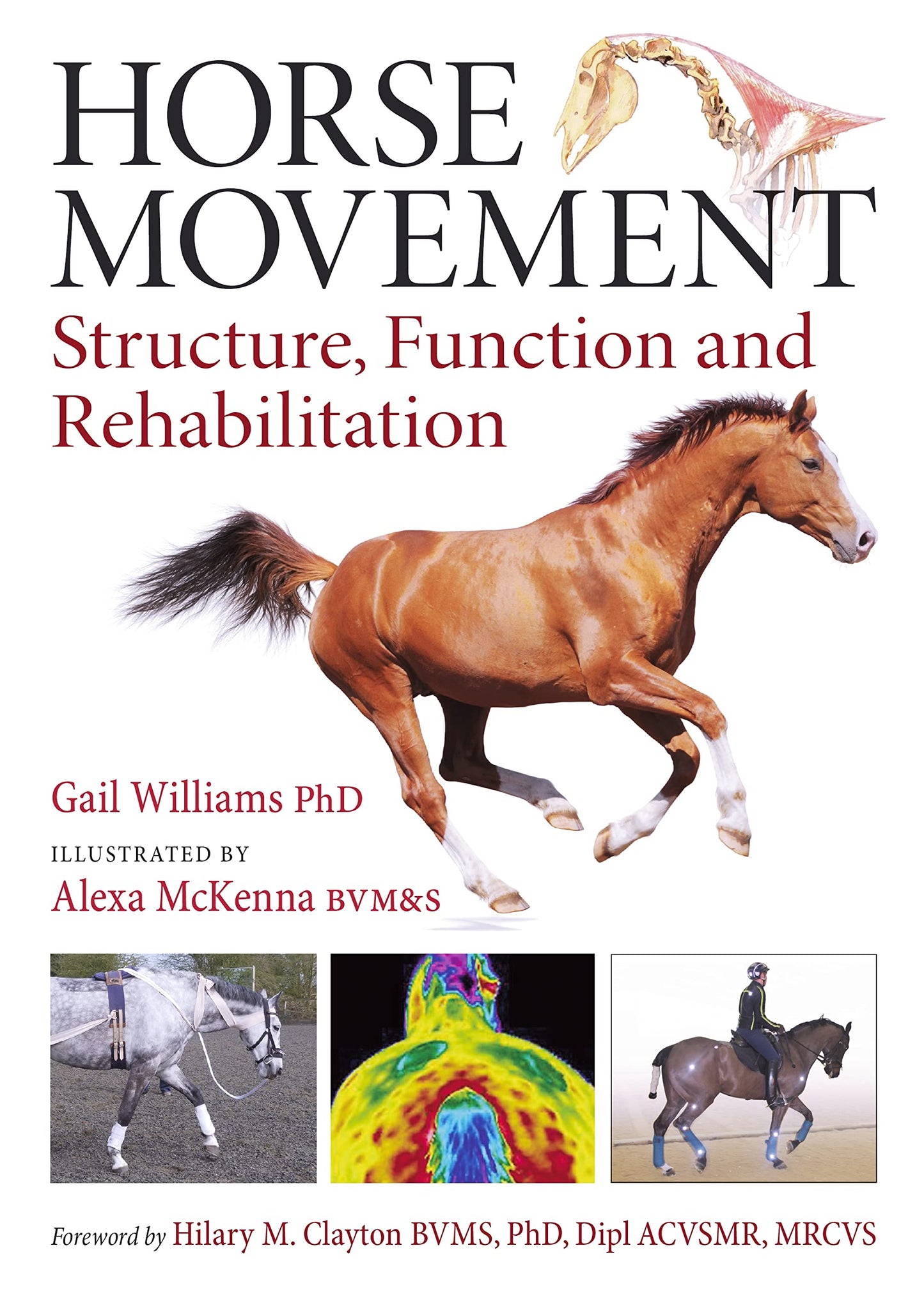Horse Movement Structure Function And Rehabilitation — front cover