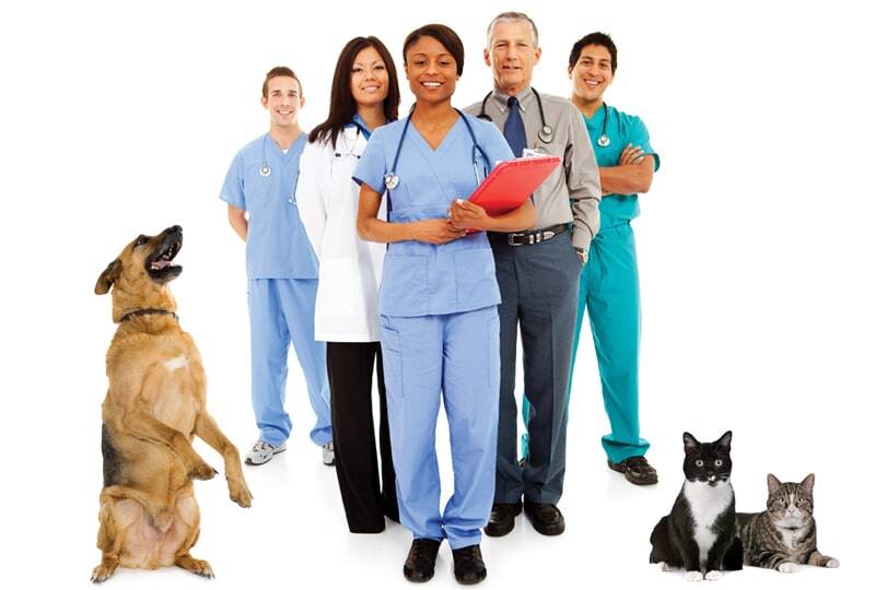 How To Start A Veterinary Practice