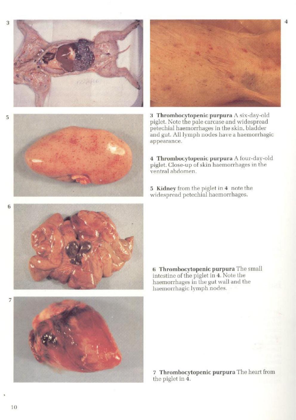 Look inside page 4