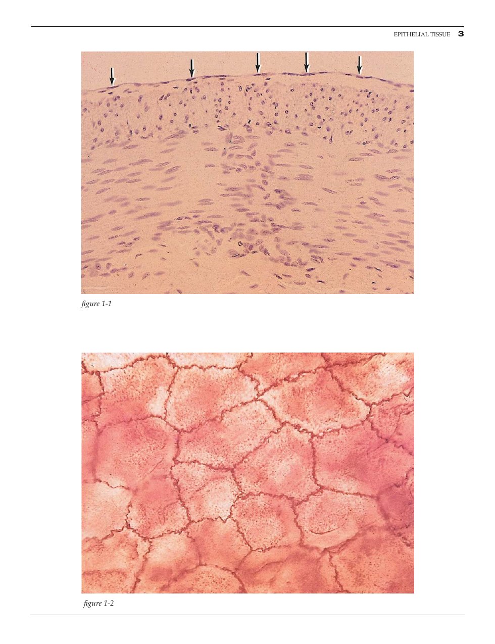 Look Inside page 9 - Color Atlas Of Basic Histology 3Rd Edition