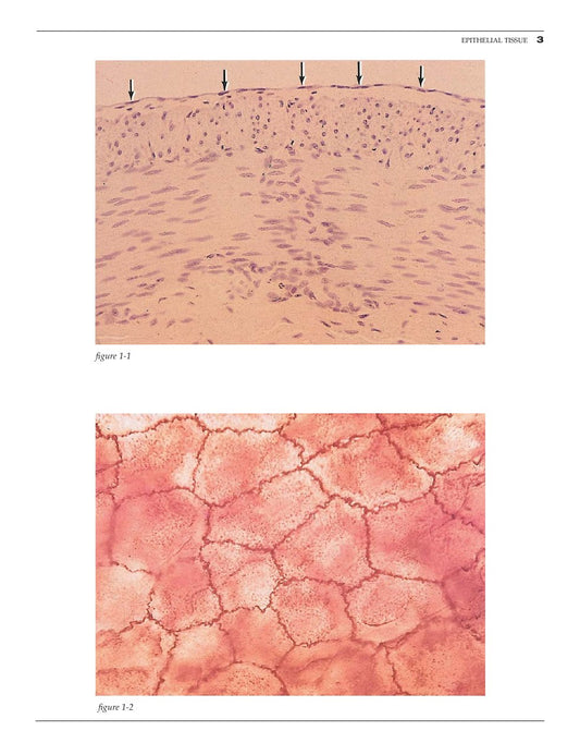 Look Inside page 9 - Color Atlas Of Basic Histology 3Rd Edition