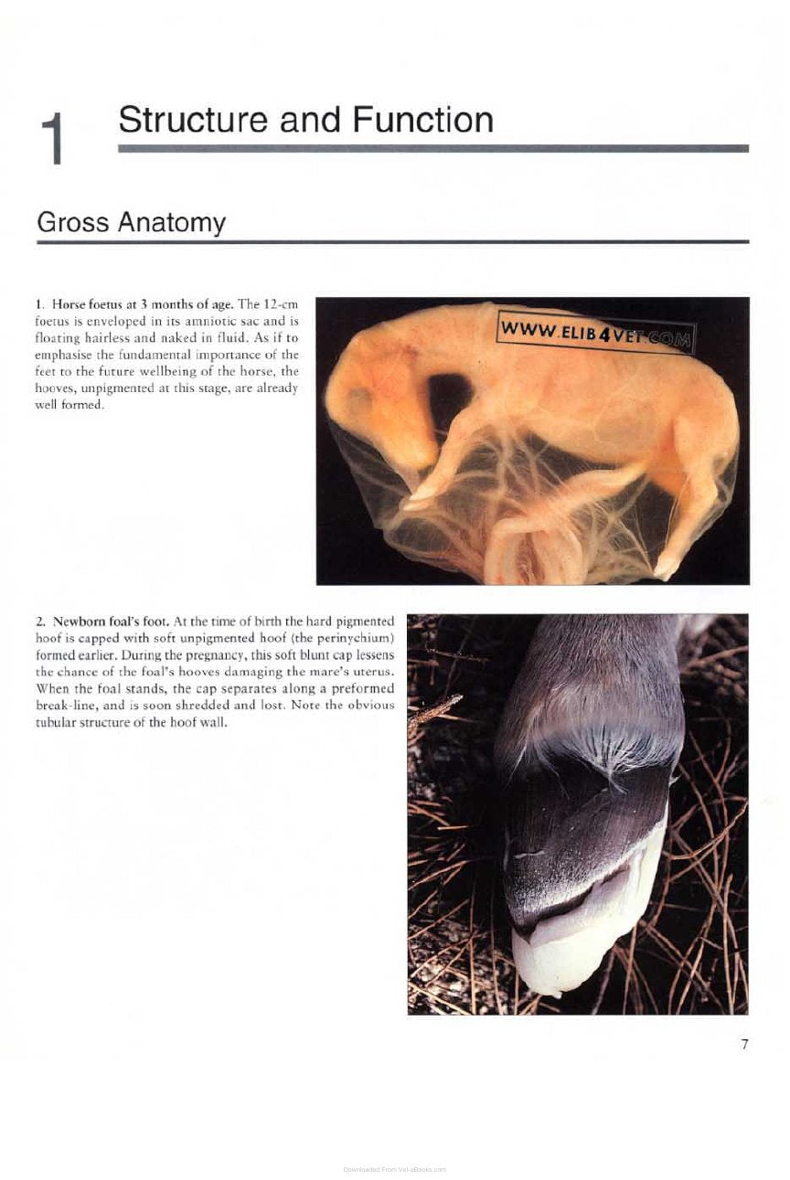 Look Inside page 8 - Color Atlas Of The Horses Foot